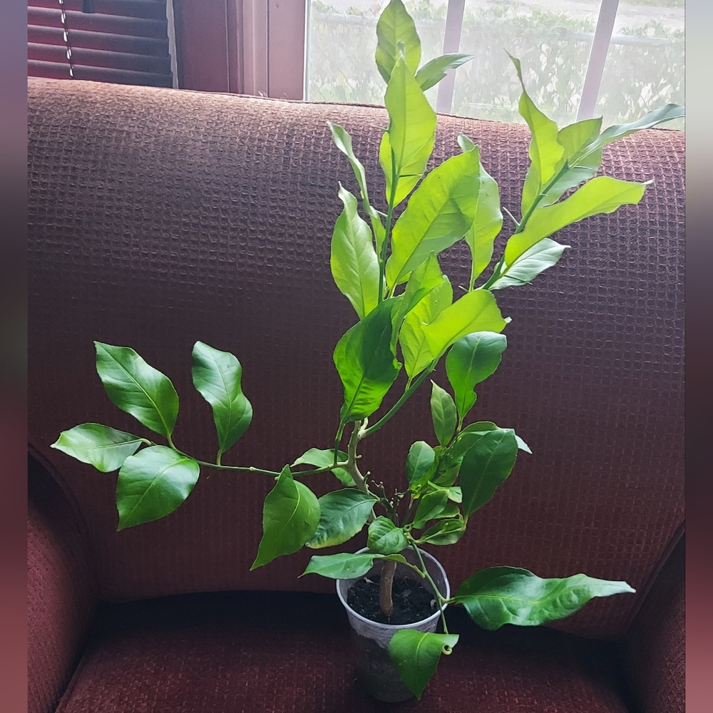 Dewarf Meyer Lemon Tree